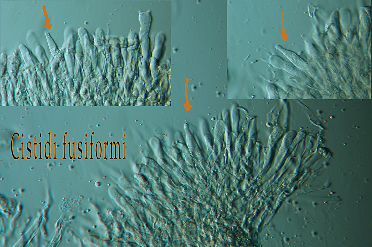 Mi ricorda P. polygonia - foto 3617 (Cylindrobasidium laeve)